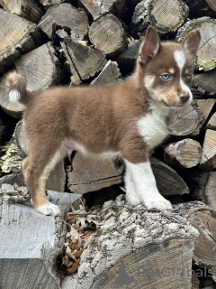 Photo №4. I will sell алан in the city of Olen. private announcement - price - 526$