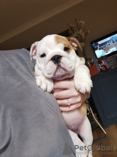 Photo №4. I will sell english bulldog in the city of Апелдорн. private announcement - price - 407$