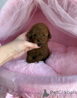 Photo №3. Red poodle puppies 16063318962. Germany
