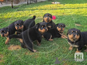 Photo №1. rottweiler - for sale in the city of Bremen | negotiated | Announcement № 164350