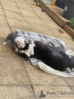 Photo №2 to announcement № 131472 for the sale of english bulldog - buy in Belgium private announcement, breeder