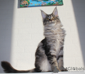Photo №4. I will sell maine coon in the city of Domodedovo. from nursery - price - 1774$
