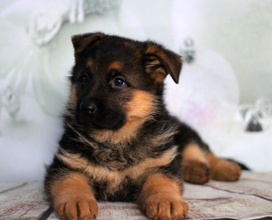 Photo №3. German Shepherd Puppy. Belarus