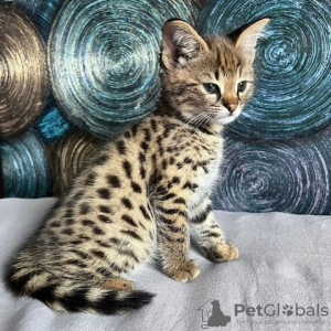 Photo №1. savannah cat - for sale in the city of Мёнхенгладбах | 188$ | Announcement № 130194