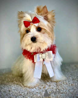 Photo №1. beaver yorkshire terrier - for sale in the city of Berlin | 471$ | Announcement № 138122