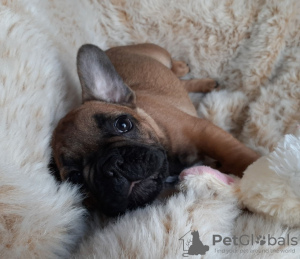 Photo №1. french bulldog - for sale in the city of Berlin | Is free | Announcement № 81172
