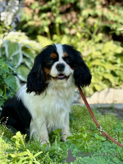 Photo №1. cavalier king charles spaniel - for sale in the city of Minsk | negotiated | Announcement № 171113
