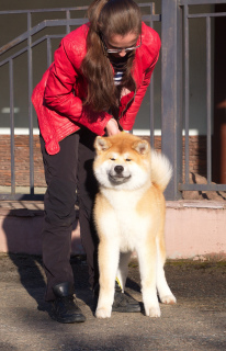 Photo №4. I will sell akita in the city of Moscow. from nursery - price - 932$