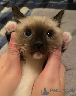 Photo №3. Siamilaiset kissanpennut adoptioon. Finland