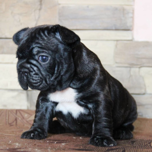 Photo №4. I will sell french bulldog in the city of Voronezh. private announcement - price - 500$