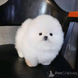 Photo №2 to announcement № 160942 for the sale of pomeranian - buy in Finland private announcement, breeder