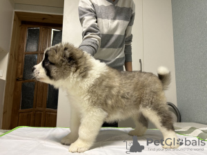 Photo №1. caucasian shepherd dog - for sale in the city of Baranovichi | negotiated | Announcement № 84346