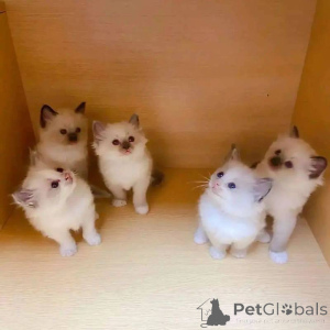 Photo №2 to announcement № 138377 for the sale of ragdoll - buy in Australia 