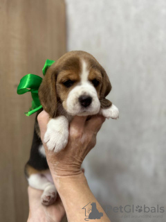 Photo №4. I will sell beagle in the city of Tashkent. private announcement - price - 500$