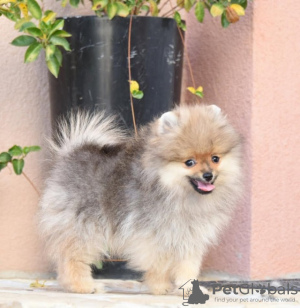 Photo №1. pomeranian - for sale in the city of Stari Banovci | negotiated | Announcement № 114129