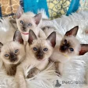 Photo №2 to announcement № 161077 for the sale of siamese cat - buy in Finland private announcement, breeder