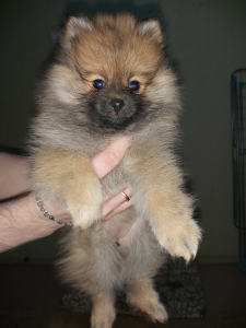 Photo №2 to announcement № 5824 for the sale of german spitz - buy in Russian Federation private announcement