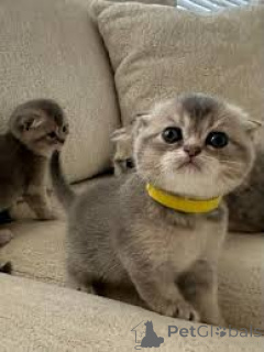 Photo №2 to announcement № 172718 for the sale of scottish fold - buy in Belgium private announcement, breeder