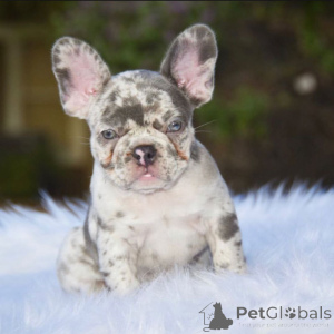 Photo №4. I will sell french bulldog in the city of Nelson. breeder - price - 1700$