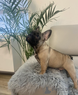 Photo №2 to announcement № 28005 for the sale of french bulldog - buy in United States private announcement