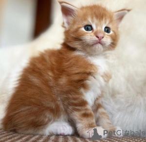 Photo №1. maine coon - for sale in the city of Berlin | 275$ | Announcement № 103775