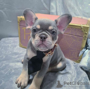 Photo №3. French bulldog puppies. Germany