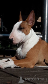 Photo №2 to announcement № 157042 for the sale of bull terrier - buy in Germany from the shelter, breeder