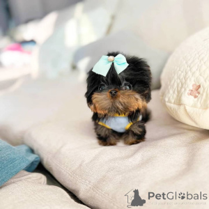 Photo №1. yorkshire terrier - for sale in the city of Alberta Beach | negotiated | Announcement № 168103