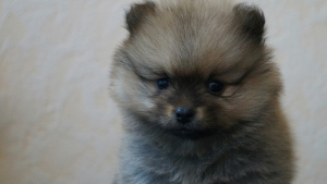 Photo №4. I will sell pomeranian in the city of Mound. from nursery, breeder - price - 286$