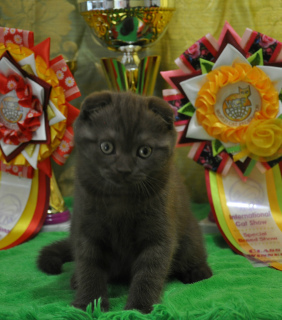 Photo №1. scottish fold - for sale in the city of Moscow | 574$ | Announcement № 2112