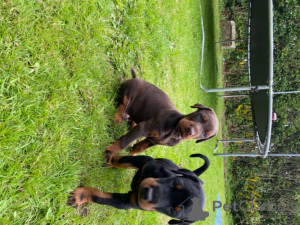 Photo №3. Cute litter of AKC reg Doberman Pinscher. United States