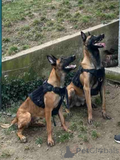 Photo №4. I will sell belgian shepherd in the city of Belgrade. breeder - price - negotiated