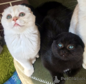 Photo №2 to announcement № 9559 for the sale of scottish fold - buy in Russian Federation breeder