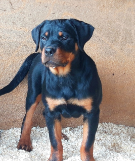 Photo №1. rottweiler - for sale in the city of Krasnogorsk | Negotiated | Announcement № 3096