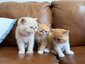 Photo №1. exotic shorthair - for sale in the city of Gotha | 361$ | Announcement № 173524