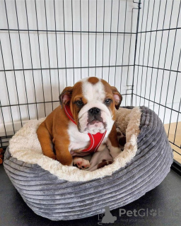 Photo №2 to announcement № 124641 for the sale of english bulldog - buy in Estonia private announcement