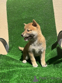 Photo №3. Shiba Inu, excellent puppies. Serbia