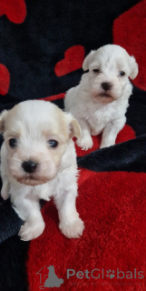 Photo №2 to announcement № 161337 for the sale of havanese dog - buy in Greece 