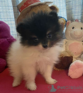 Photo №1. pomeranian - for sale in the city of Dubai | negotiated | Announcement № 35898