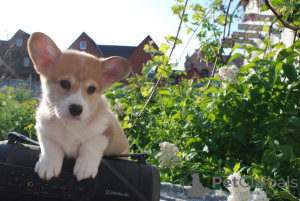 Photo №1. welsh corgi - for sale in the city of Mariupol | negotiated | Announcement № 51689