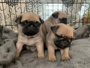 Photo №1. pug - for sale in the city of Mannheim | Is free | Announcement № 95094