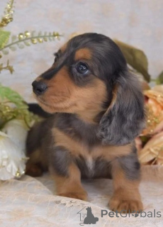 Photo №2 to announcement № 143479 for the sale of dachshund - buy in Austria breeder
