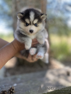 Photo №2 to announcement № 62476 for the sale of pomeranian, siberian husky - buy in Germany breeder