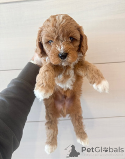 Photo №4. I will sell cavalier king charles spaniel in the city of Bad Vilbel. private announcement - price - negotiated