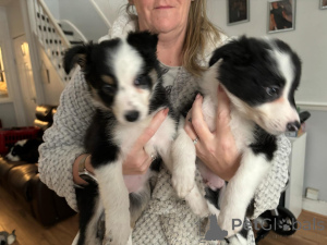 Photo №2 to announcement № 135611 for the sale of border collie - buy in Germany private announcement, breeder