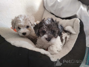 Photo №1. maltipu - for sale in the city of Hessisch Oldendorf | 847$ | Announcement № 150142