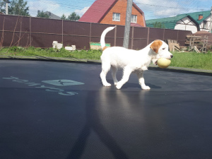 Photo №3. Jack russel girl. Russian Federation