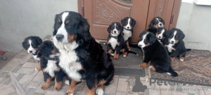 Photo №1. bernese mountain dog - for sale in the city of Stockholm | negotiated | Announcement № 113230