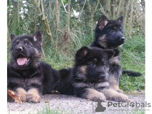 Photo №1. german shepherd - for sale in the city of Uedem | 423$ | Announcement № 119057