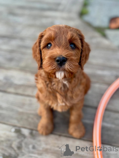 Photo №1. labradoodle - for sale in the city of Cologne | negotiated | Announcement № 174900
